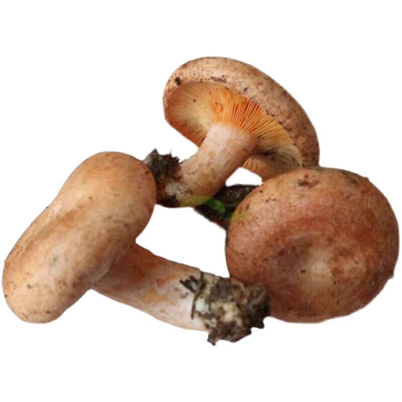 湖南菌寒松树鹅菌菌雁枞树菇雁湘西松乳新鲜新鲜松茸