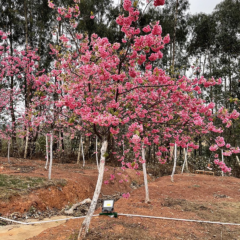 树苗樱花樱花树庭院别墅室外种植正宗日本樱花风景行道树