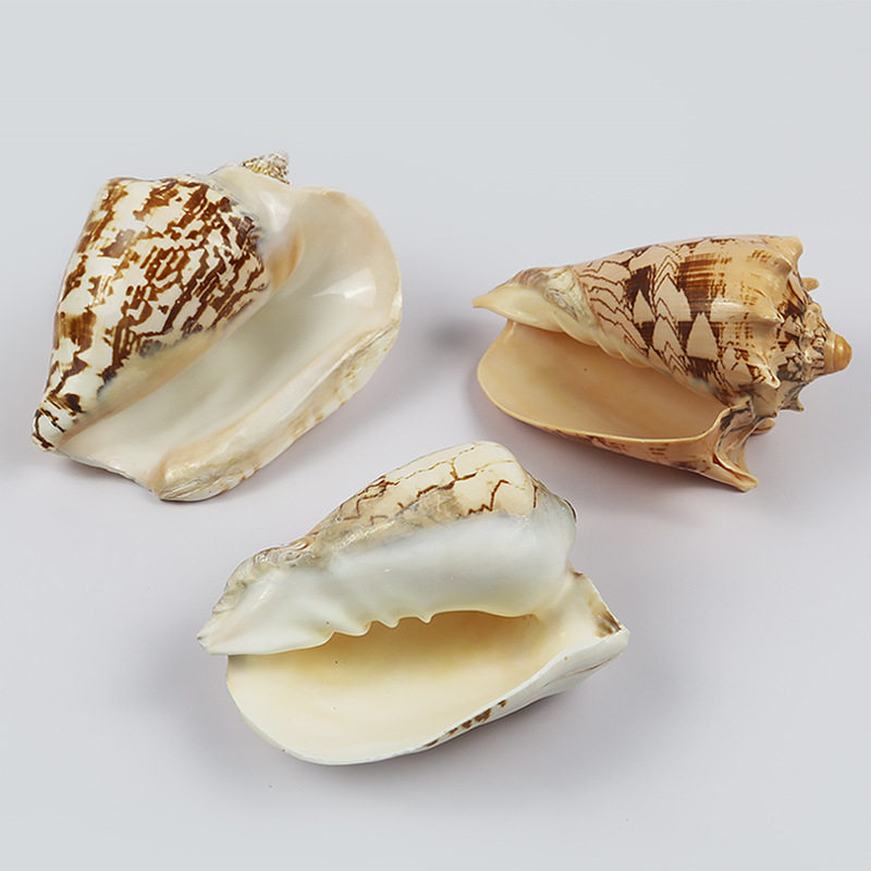 天然海螺贝壳帝王鱼缸造景山水耳朵收藏标本造景