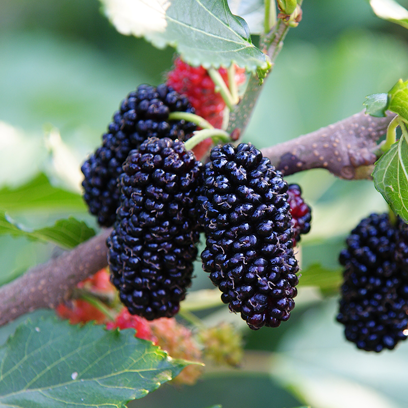 果桑7升无籽十香金葚庭院花园喜光易养可食用果树