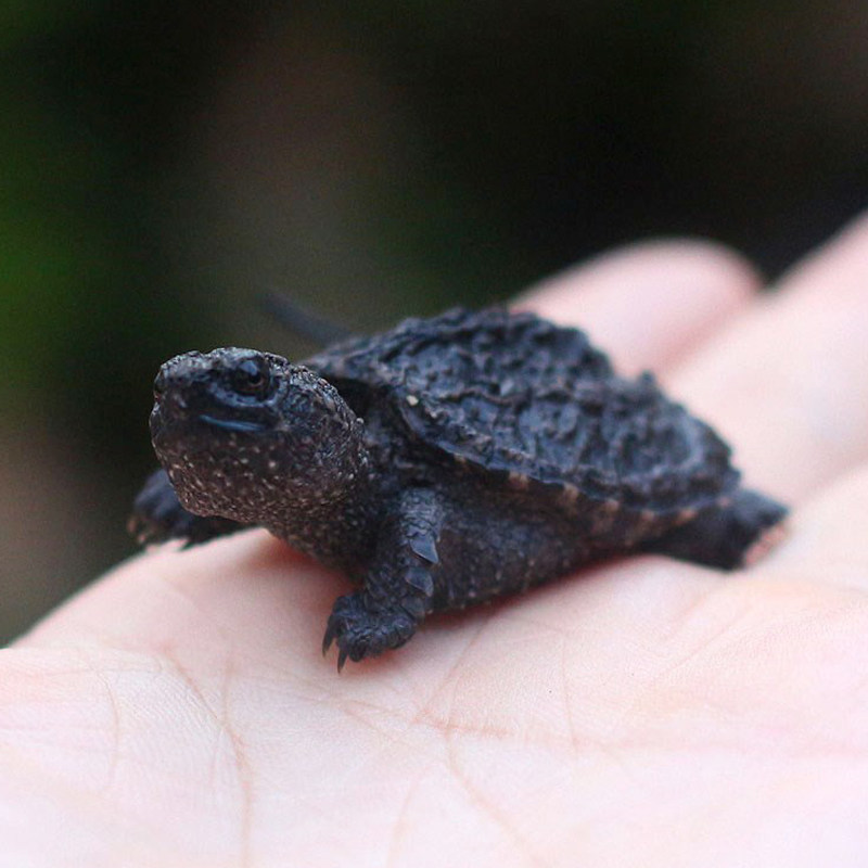 北美宠物冷水大鳄食肉凶猛小鳄王凶猛爆刺杂佛龟