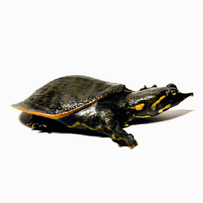 美国珍珠活体乌龟活物观赏鳖甲鱼苗清道夫吃鱼龟