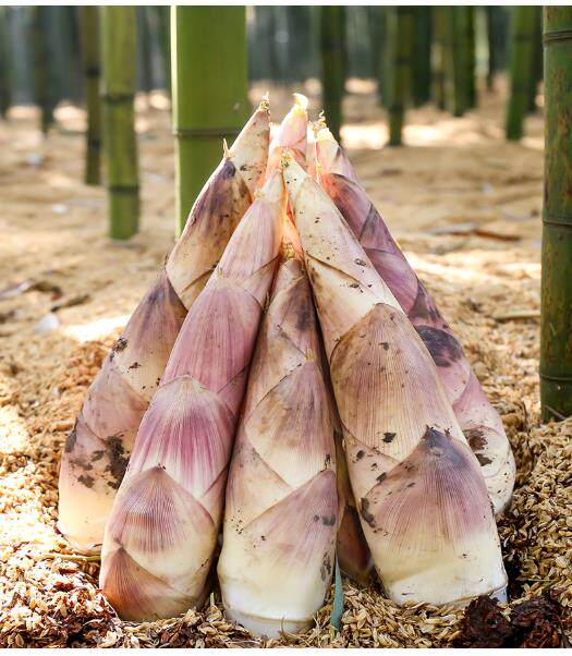 现挖新鲜秋笋鲜嫩蔬菜当天5斤装切老根竹笋竹笋