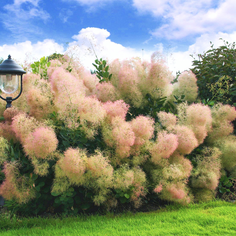 种花花王大爷烟树紫雾花苗花卉盆栽网红新奇绣球