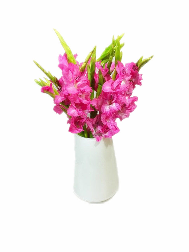 种子剑兰种球根庭院球根四季种植观花室外盆栽家庭园艺种子