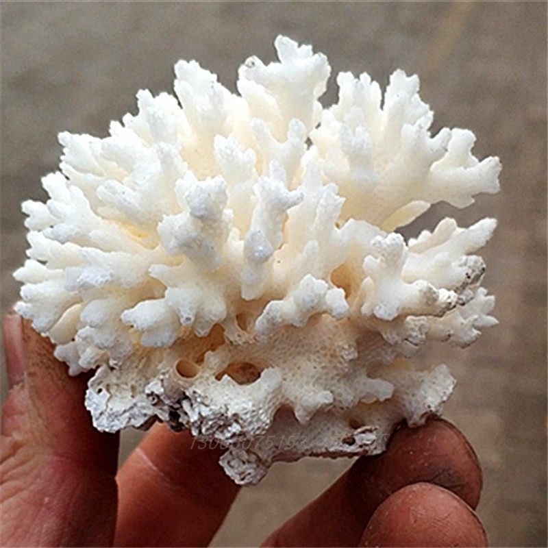 鱼缸海底造景石海螺躲避硬化底滤摆件水族箱石花菜鱼缸