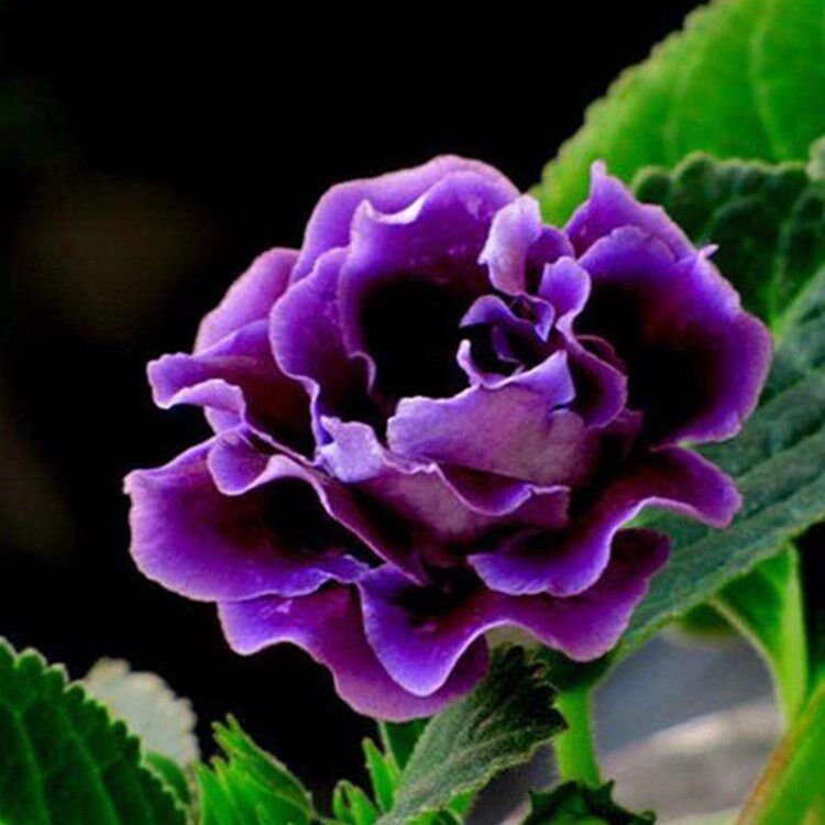 花卉观花植物盆栽带花大颗芙蓉发货重瓣富贵时令草本花卉