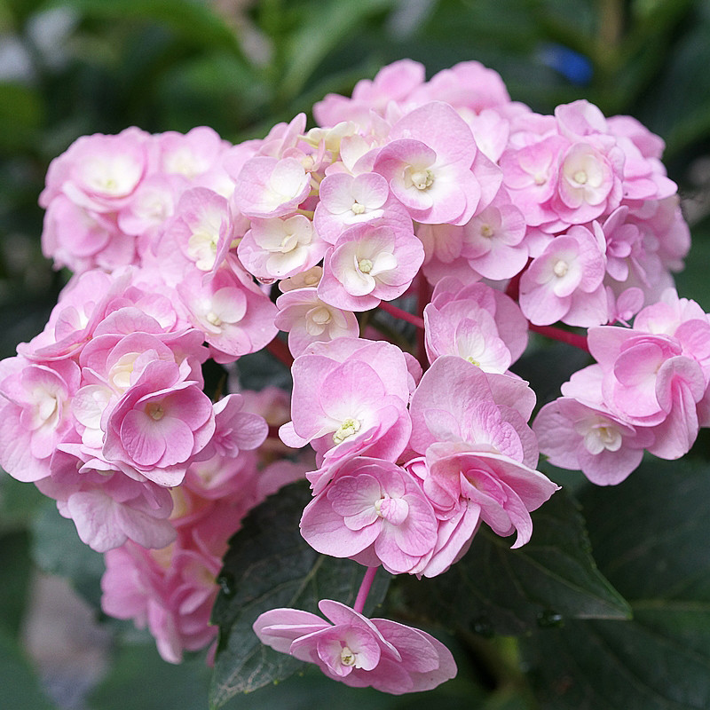 绣球花苗复古腔调你我我的箴言盆栽八仙仙花花卉