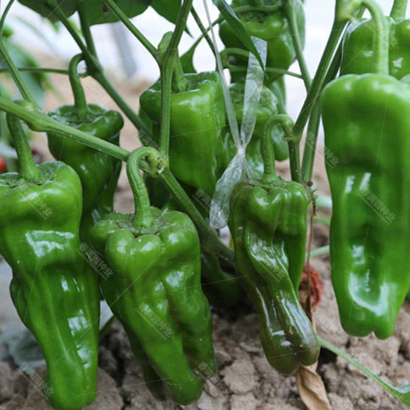 种子青阳薄皮辣椒灯笼皱皮泡椒微辣早熟高产家庭园艺种子