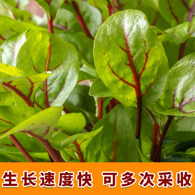 红脉酸模种子西餐摆盘点缀沙拉蔬菜春秋四季家庭园艺种子