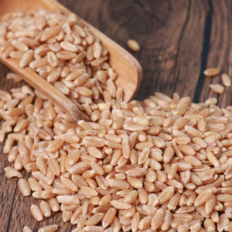 小麦500g正宗药用浮麦中药材瘪小麦子止汗可配其他药食同源食品
