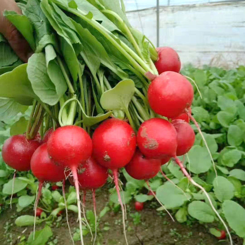 小红萝卜新鲜樱桃5斤迷你小萝卜红萝卜3斤现挖萝卜