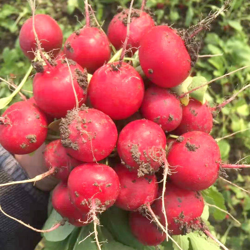 小红萝卜新鲜樱桃5斤迷你小萝卜红萝卜3斤现挖萝卜