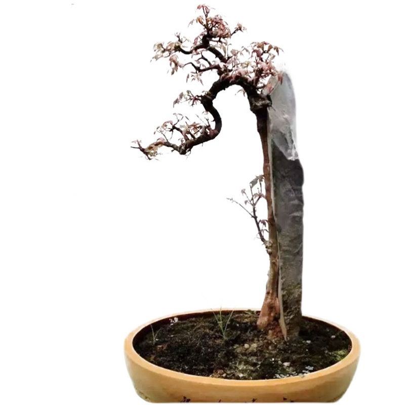 附石盆景植物假山石头开槽雕刻打磨电磨手电云石片