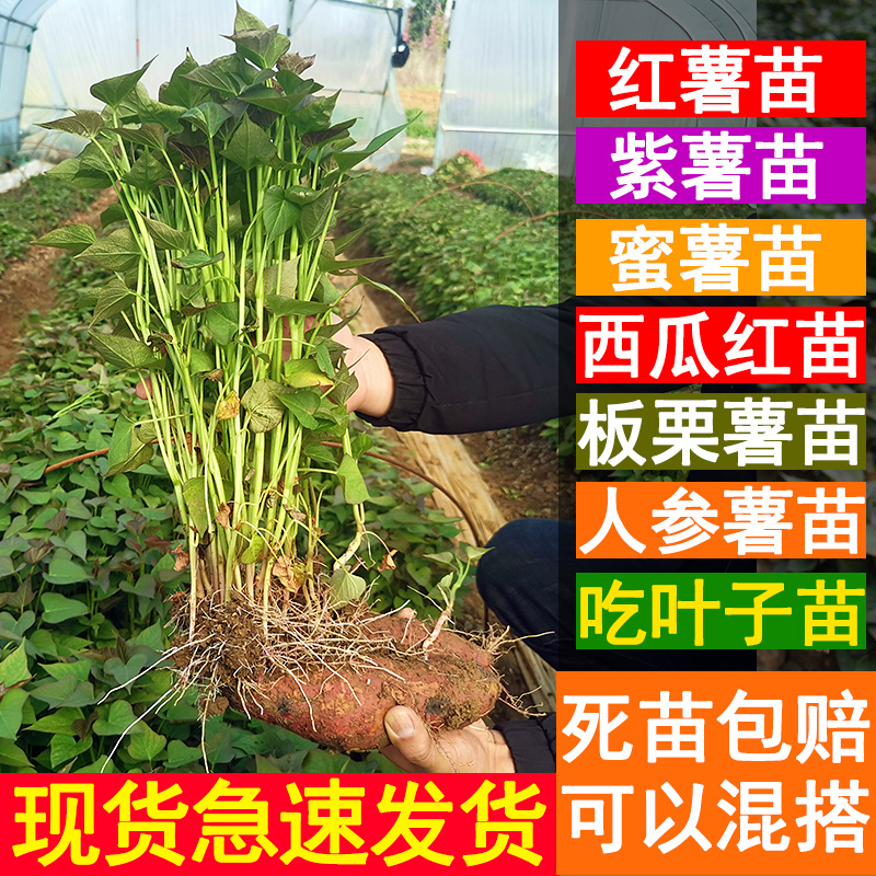红薯蜜薯糖心苗烟地瓜苗秧优质高产脱毒100颗番薯
