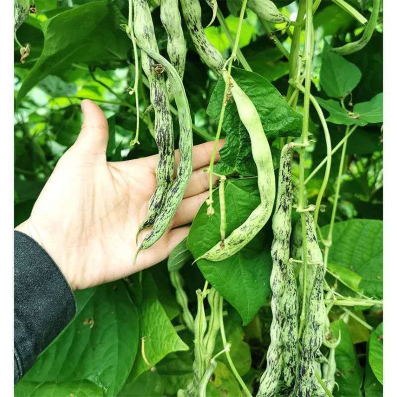 种籽花皮东北豆角四季豆菜籽种大全芸豆豇豆家庭园艺种子