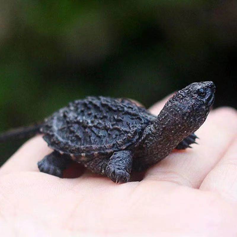 北美小鳄龟活观赏鳄鱼龟苗杂佛纯佛爆刺凶猛龟