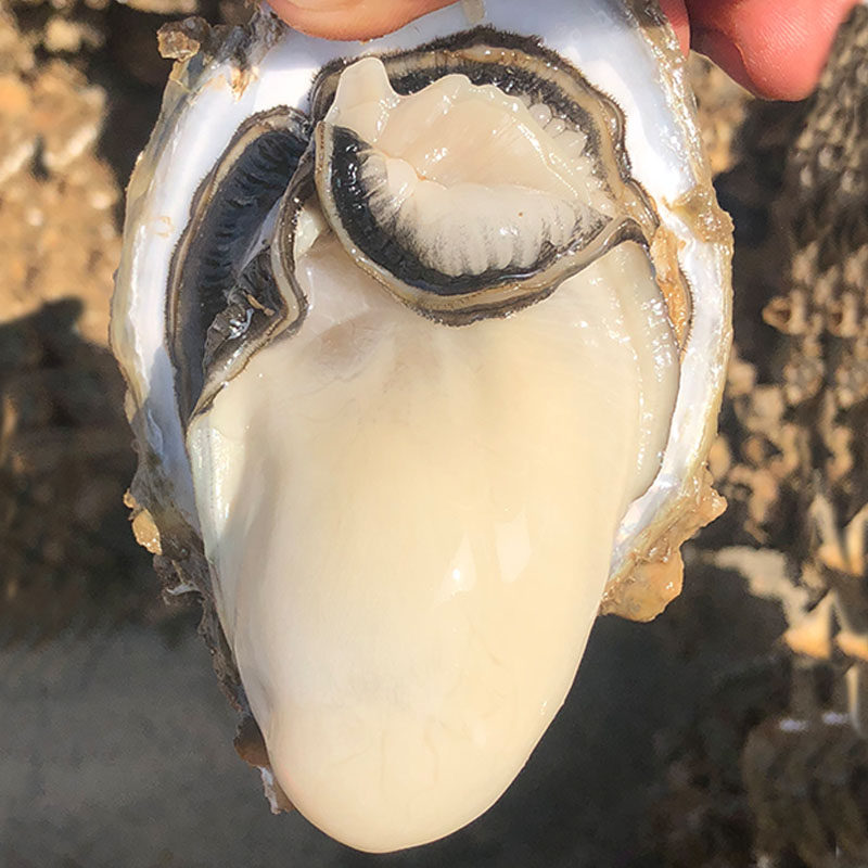 台山生蚝海鲜水产特大5斤即食鲜活蒜蓉10斤生蚝