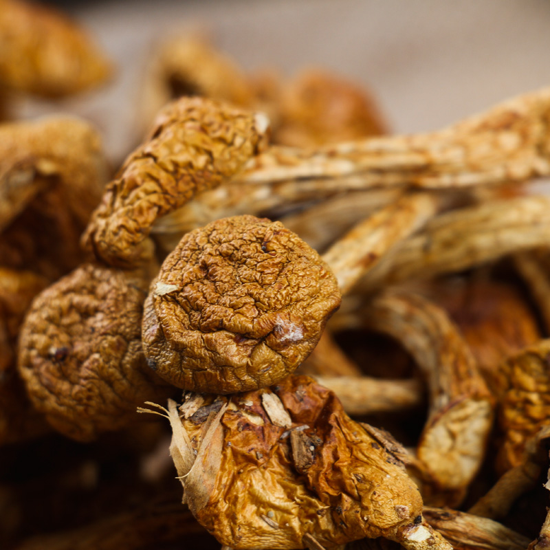 蘑菇榛蘑东北特产500g干货干榛蘑黄小鸡其它干货