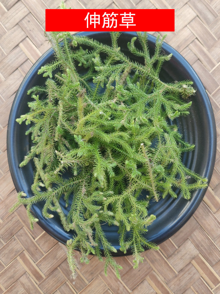 广西野生海风藤伸筋草组合煮水深山老林采摘老藤海风藤中药材500g-mc