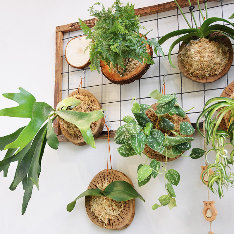 麦芽森林手工种植蝴蝶兰鹿角狼尾吊兰室内净化空气绿植