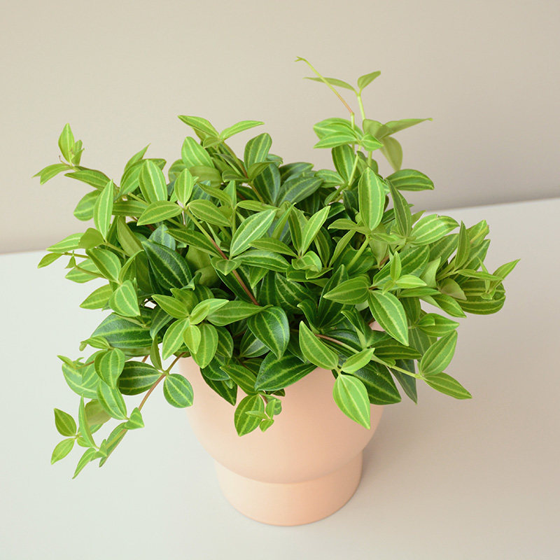 盆栽麦芽森林钻石翡翠植物吊兰室内桌面卧室绿植