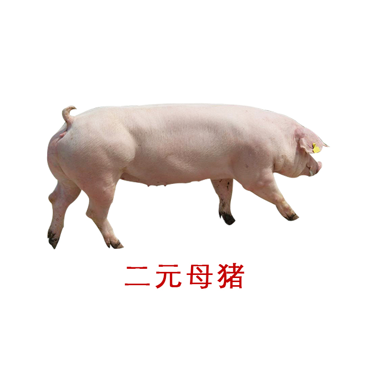原种小猪仔太湖母猪苏太母猪二元母猪长白母猪杜洛克活体包邮