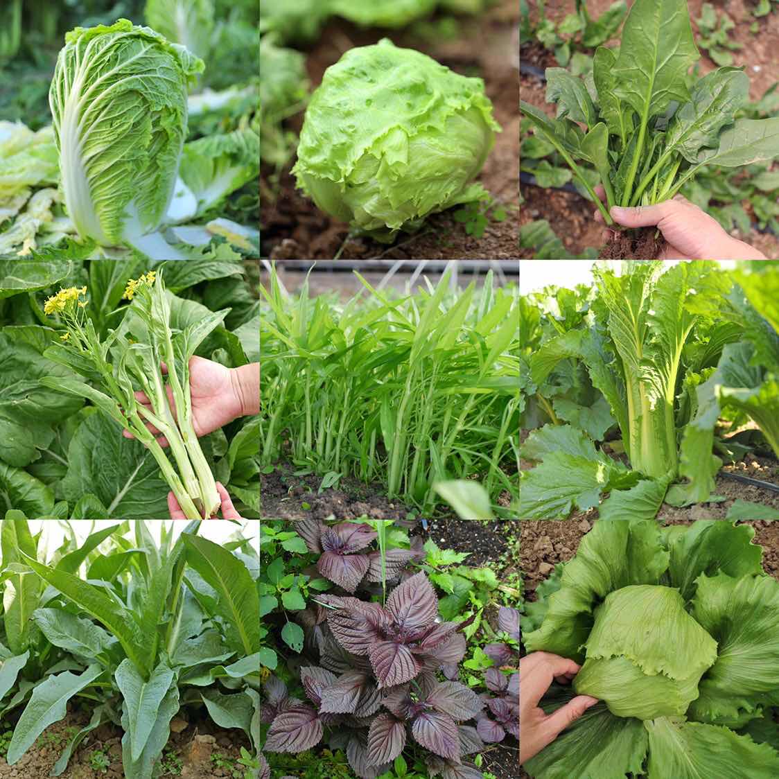 叶菜类种籽菜种盆栽农家阳台四季籽种菜心菠菜家庭园艺种子