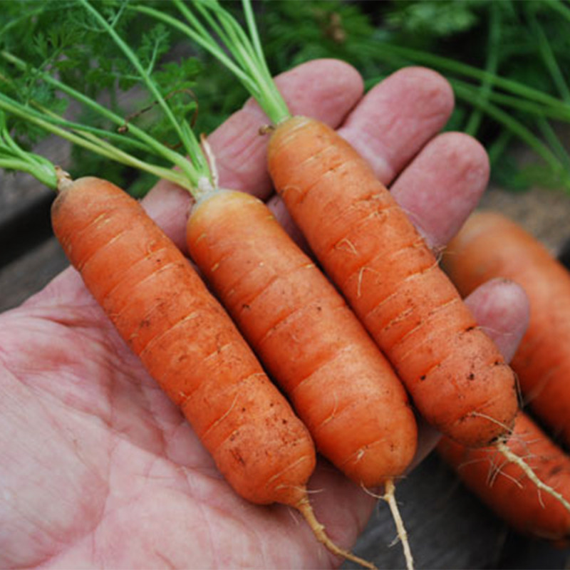 荷兰迷你胡萝卜种子微型手指拇指罗卜种籽水果家庭园艺种子