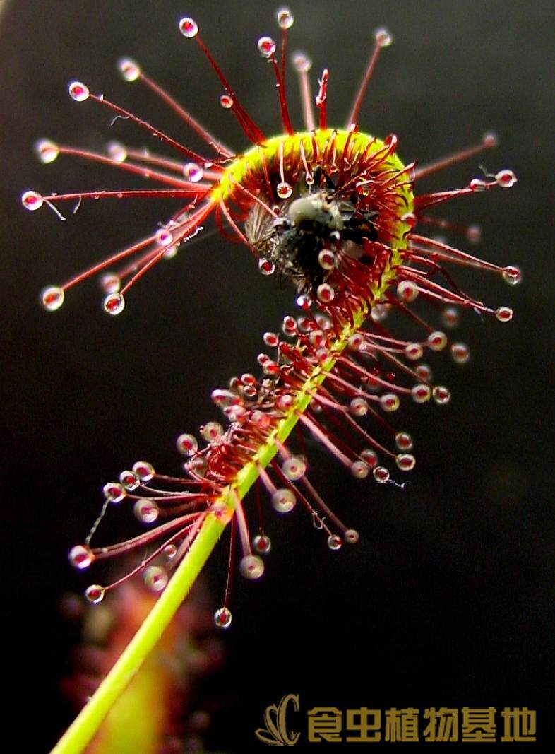 食虫吃人绿植草茅捕蝇食人花草猪笼草植物瓶子绿植