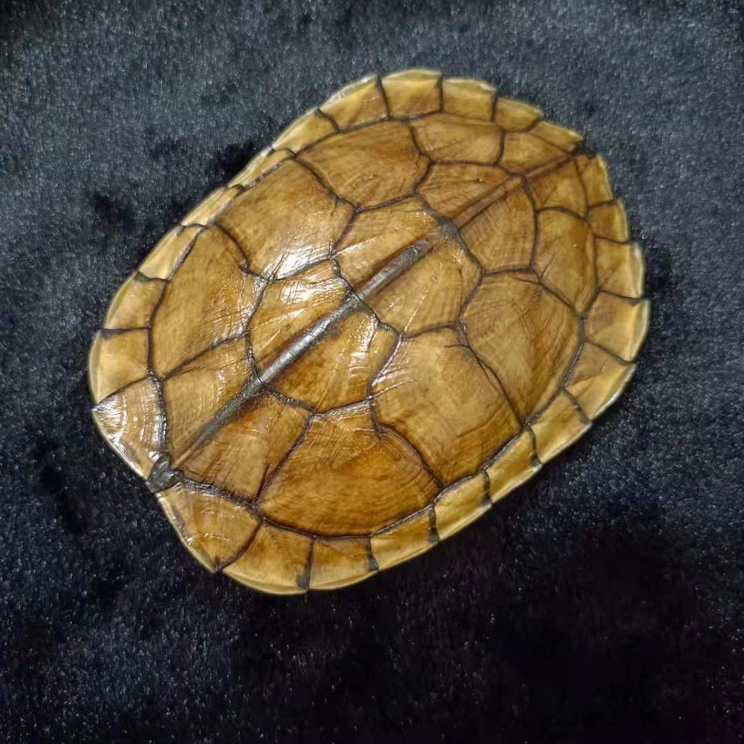 干净真乌龟壳把玩盘玩手把件文玩 - 淘乐搜