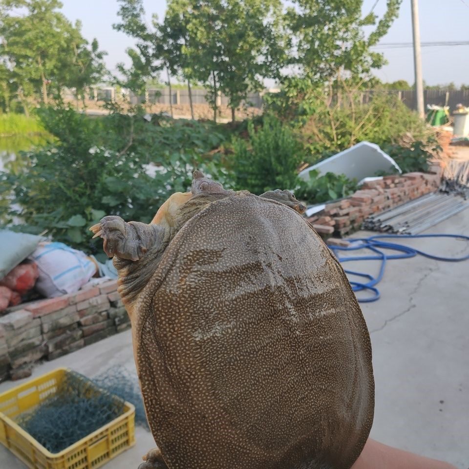 清水黄背黄油公甲鱼王八野外放养活体老鳖团鱼水手机保护套