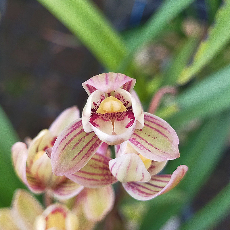 有香味兰花花苗建兰荷瓣七彩彩玲珑夏带花苞出售时令草本花卉