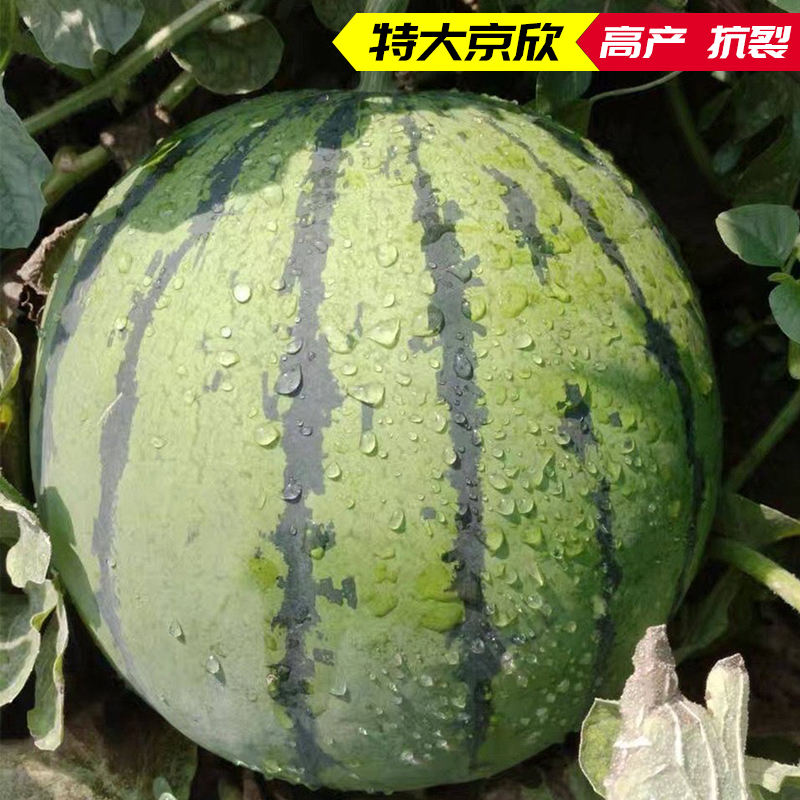 早熟8424京欣西瓜种子种籽苗秧巨型懒汉西瓜麒麟瓜盆栽阳台嫁接苗
