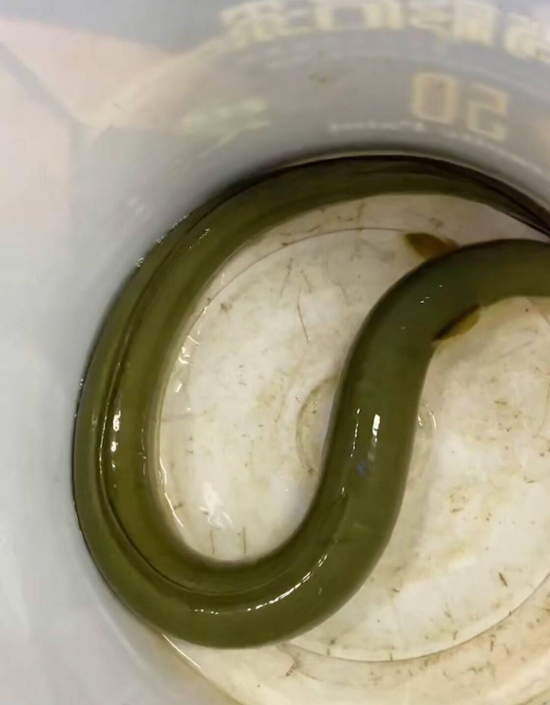 鳗鱼千岛湖鳝鱼鳗白鳗鱼湖黄鳗鱼野生河淡水鲜活新鲜淡水鱼类