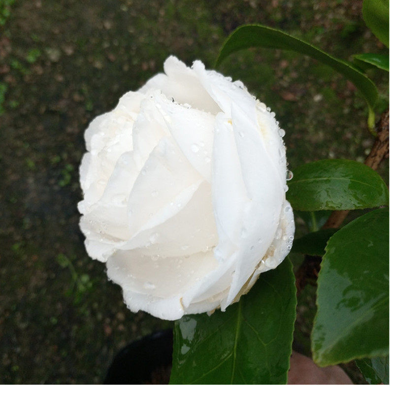 茶花杰作盆栽白色大花巨型山茶花树苗绿植花卉时令草本花卉