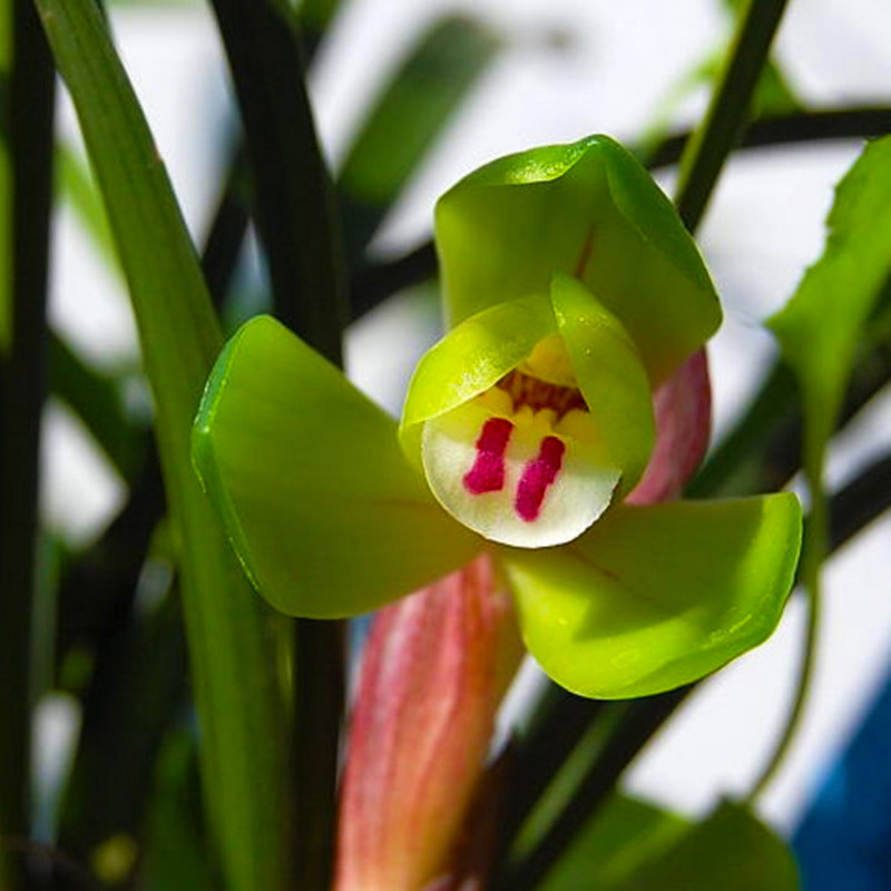大富富贵春兰兰兰花苗盆栽兰草名贵浓香花苞国兰