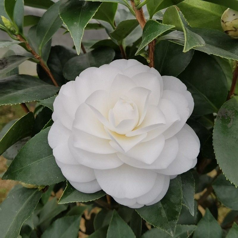 白玉茶花盆栽树苗花卉纯白色山茶花苞室内外阳台时令草本花卉