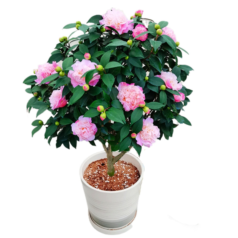 香妃山茶花盆栽花苞四季绿植花卉浓香烈香树苗花卉