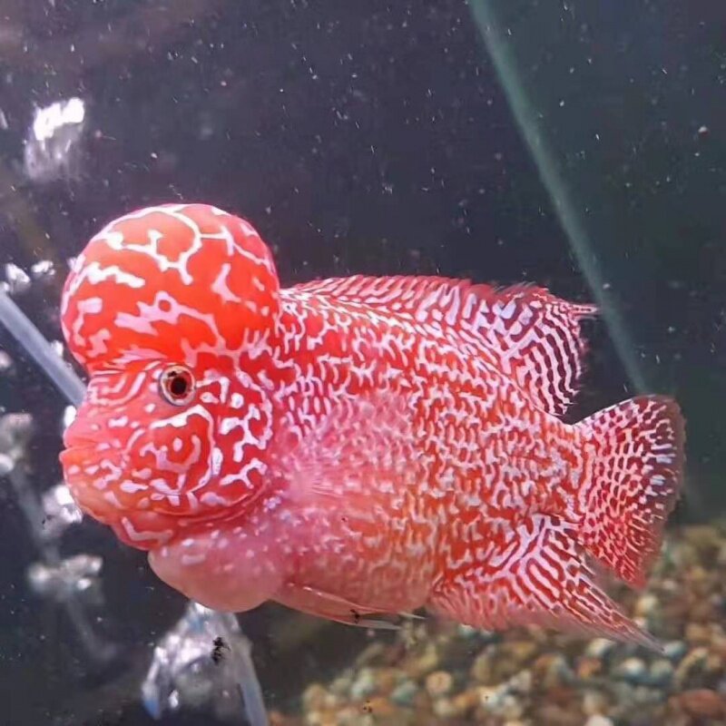 罗汉活体鱼苗热带观赏鱼长寿招财好养血麒麟独家鱼