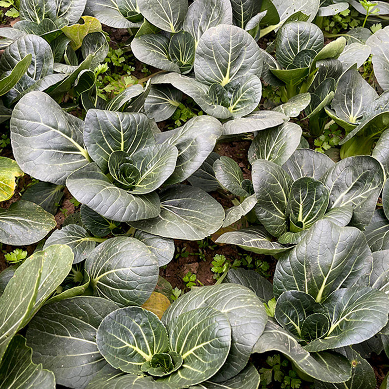 黑叶头青菜黑大头油亮油菜种籽矮脚苏州青高产阳台盆栽基地种植 - 多