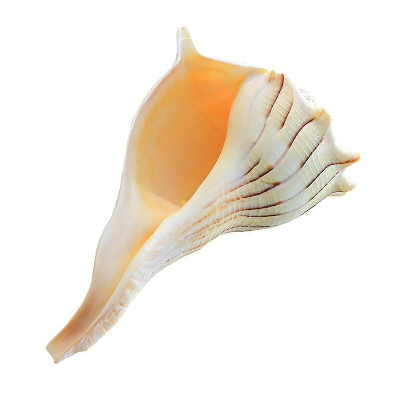 天然左旋螺反旋螺件密宗供佛风水转礼海螺贝壳海螺