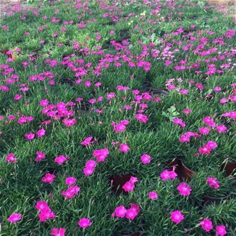 新品耐寒好养开花季开花盆栽竹粉花卉室外庭院花卉