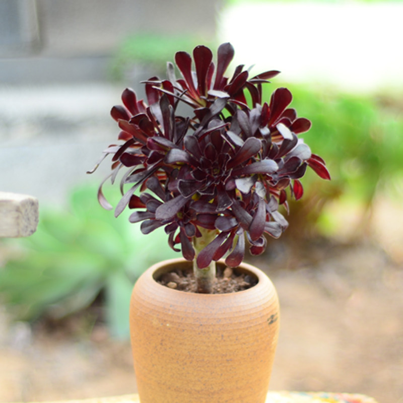 多肉植物法师手捧花丛丛林桩老桩办公室内桌面多肉植物