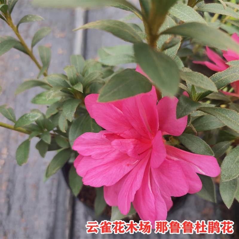 客厅杜鹃花含盆新品木本花卉庭院一般那粉色系花卉