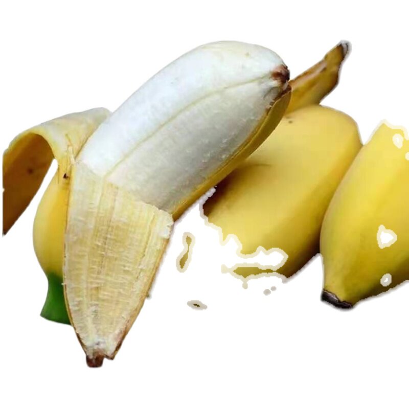 香蕉果园现摘南沙苹果果粉蕉新鲜奶蕉小自然香蕉