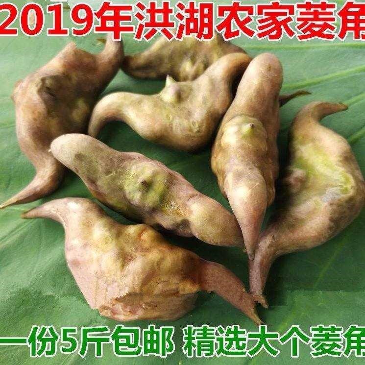 现摘菱角新鲜嘉兴南湖红菱5斤野生四角浙江其它