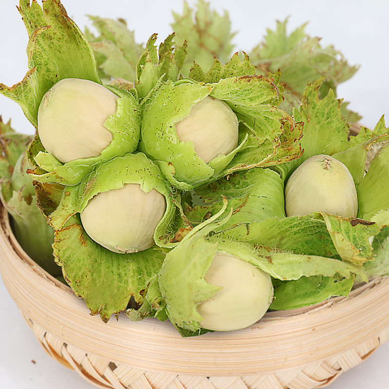 鲜榛子>【买两斤送钳子】东北特产绿皮榛子坚果,好吃又营养的绿色零食