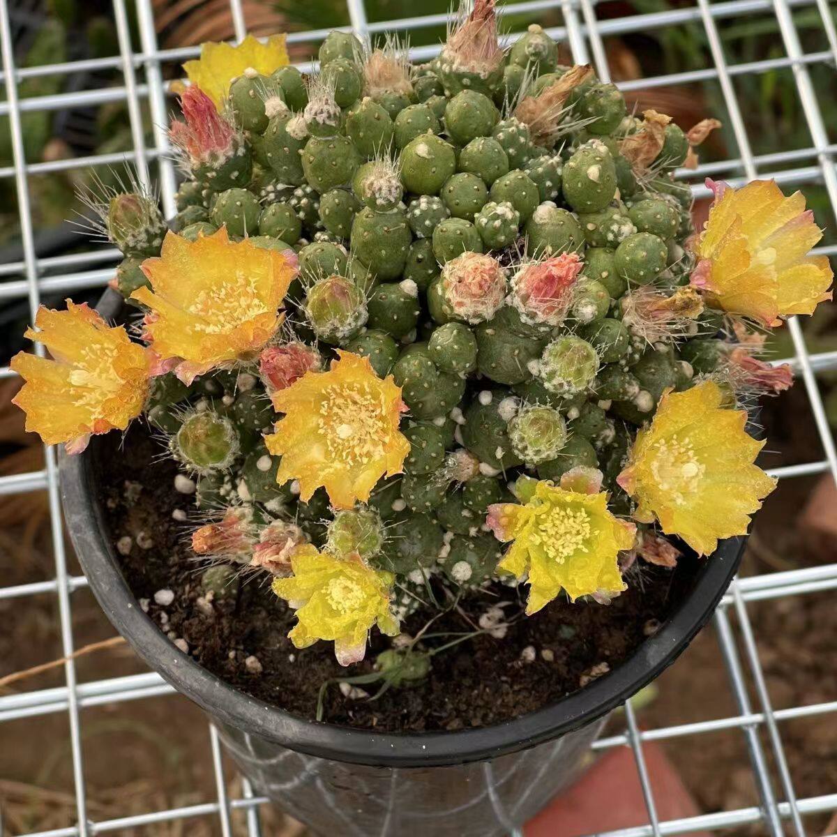 团扇罗西安娜仙人球多植物开花桌面绿植花卉多肉植物