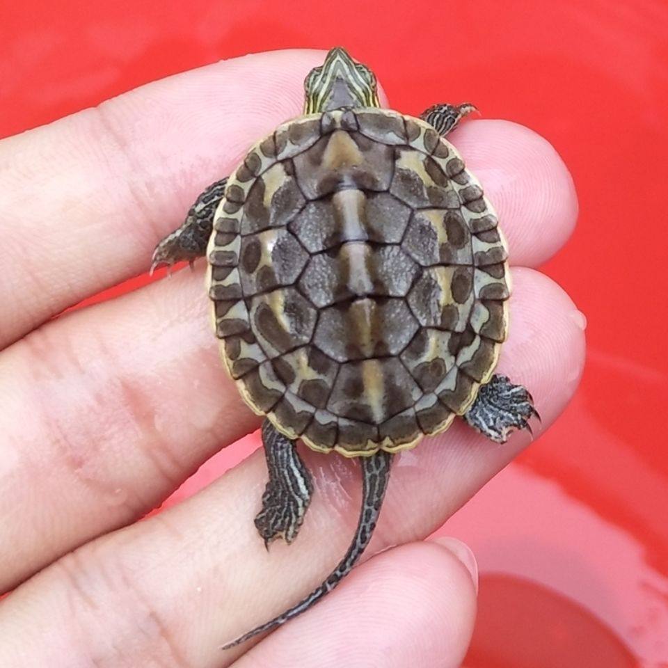 珍珠中华花龟台湾六线草龟乌龟活物招财宠物龟